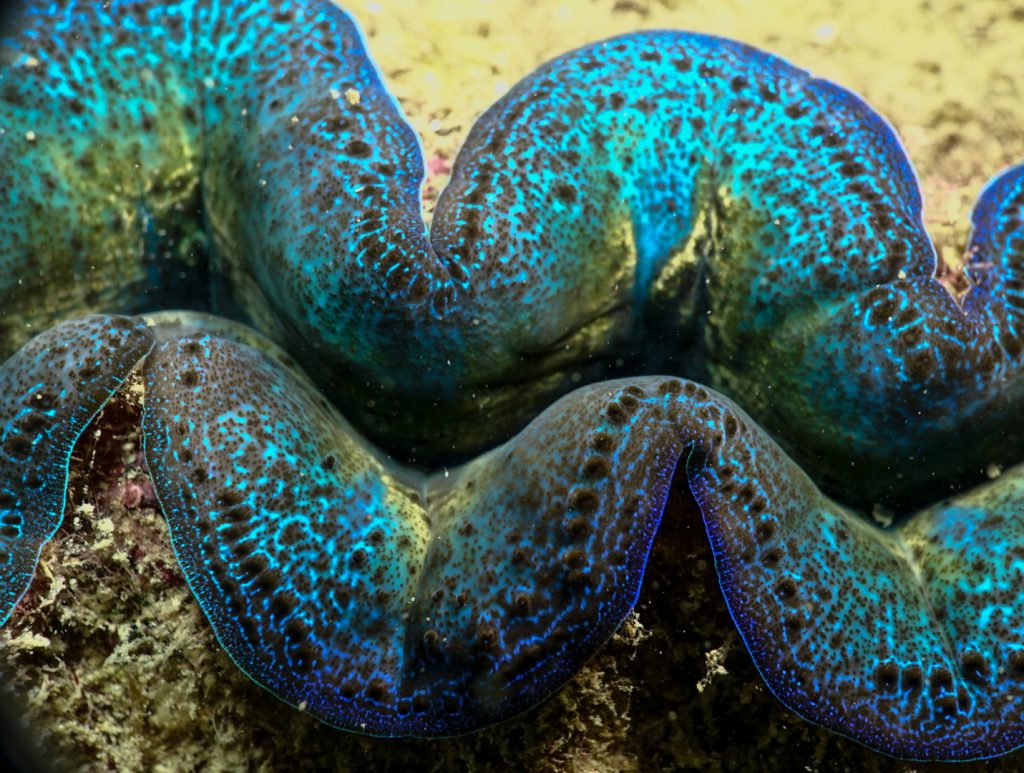 giant clams