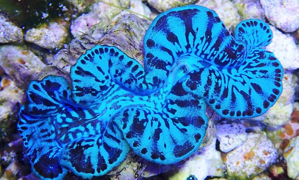 Giant Clams