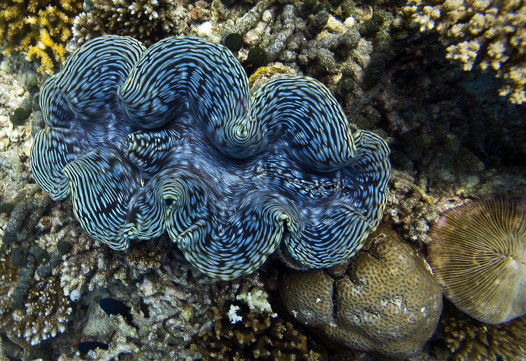 giant clams