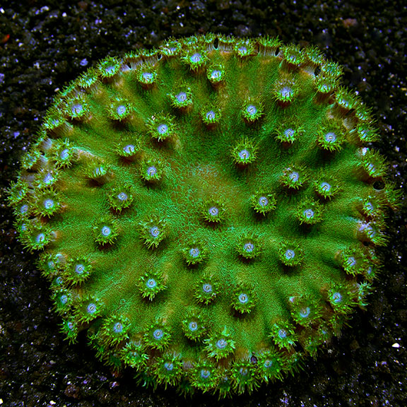 san-ho-dai-sen-pagoda-cup-coral-turbinaria