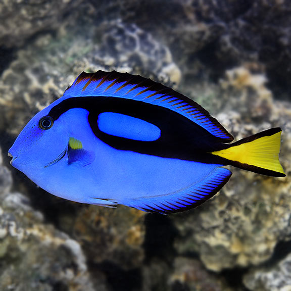 Blue tang