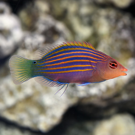 Six_Line_Wrasse