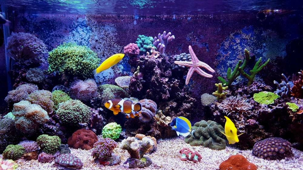 dịch vụ bảo trì hồ cá cảnh biển