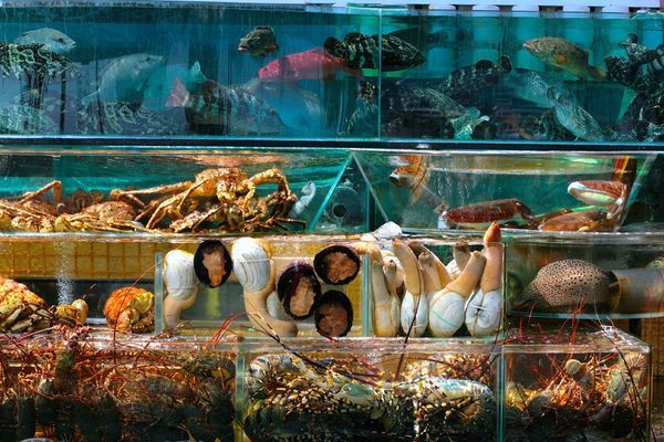Thi Công Hồ Hải Sản Trọn Gói