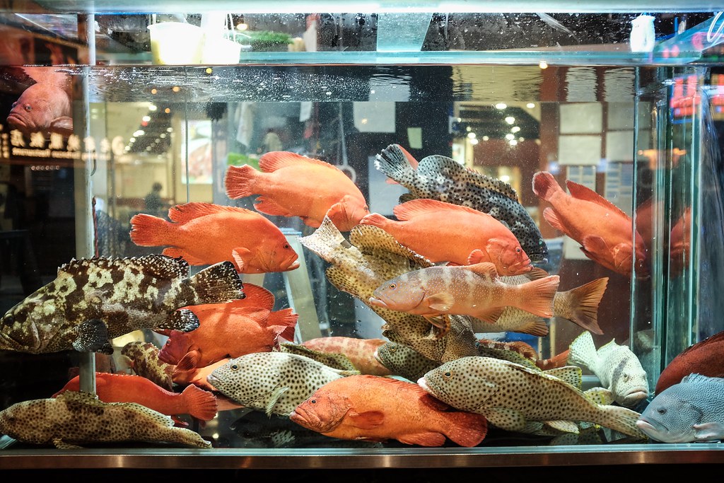 Thi Công Hồ Hải Sản Nhà Hàng Chuyên Nghiệp